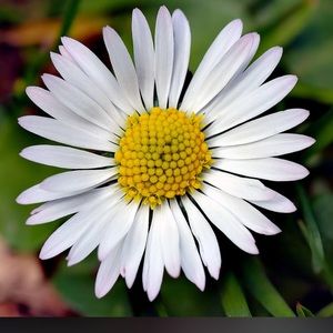 Meet your Posher, Roilyn